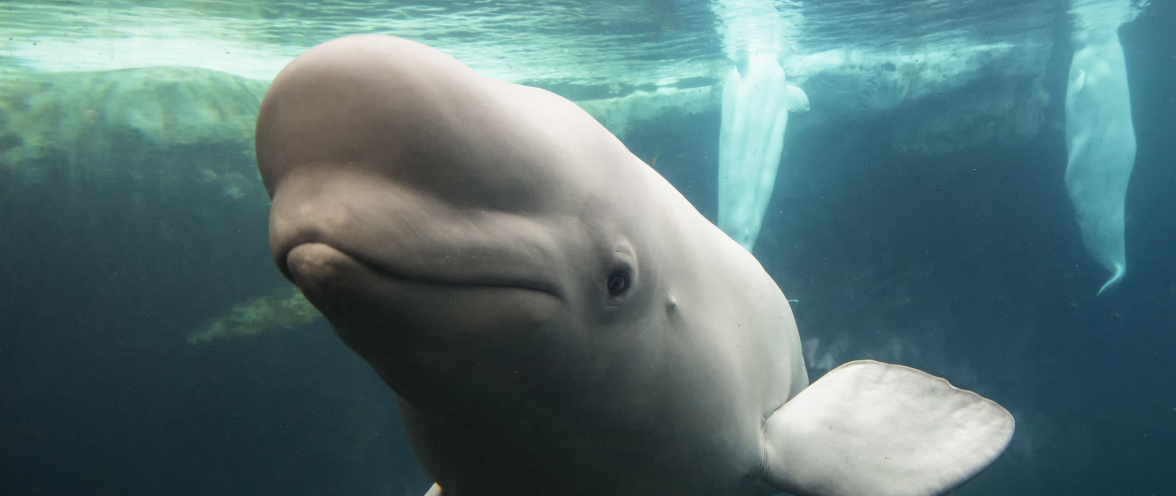 Beluga Whale talks during Inside Look at SeaWorld San Antonio.