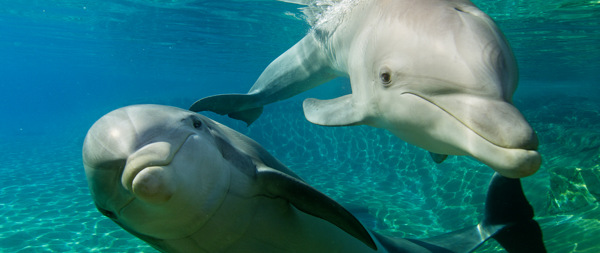 Behind the scenes with Dolphins during Inside Look at SeaWorld San Antonio.