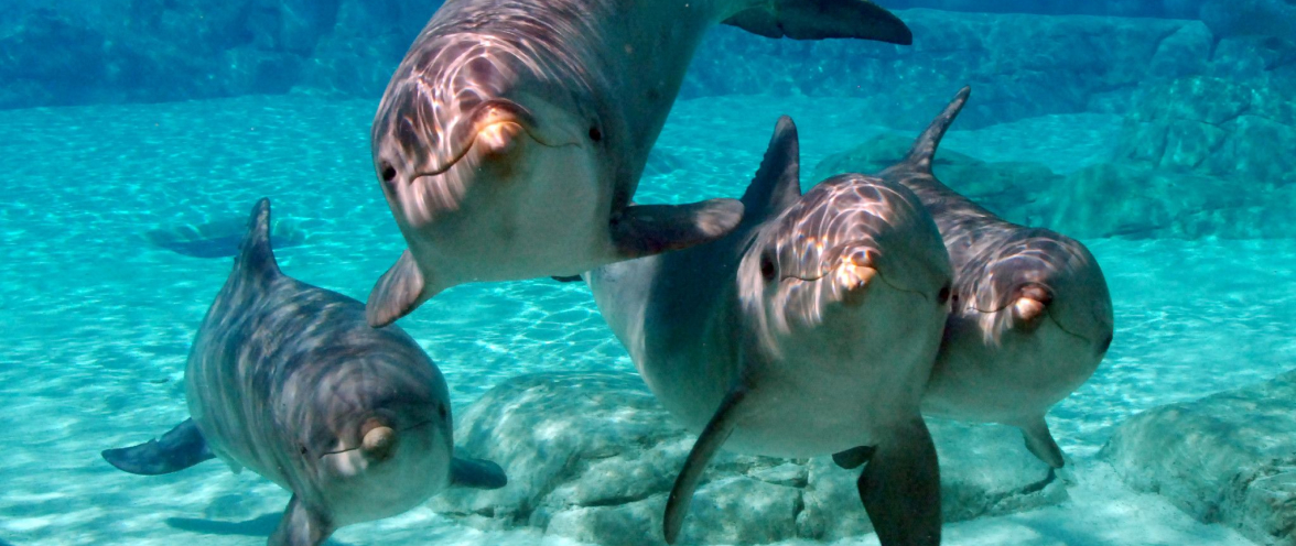 Dolphin talks during Inside Look at SeaWorld San Antonio.
