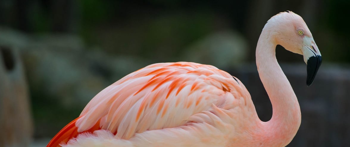 Flamingo talks during Inside Look at SeaWorld San Antonio.