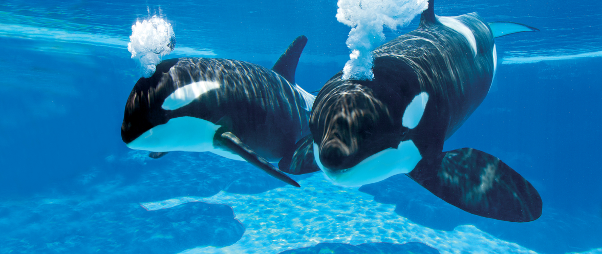 Behind the scenes with Orcas during Inside Look at SeaWorld San Antonio.
