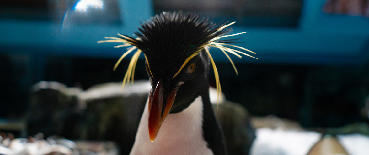Penguin talks during Inside Look at SeaWorld San Antonio.