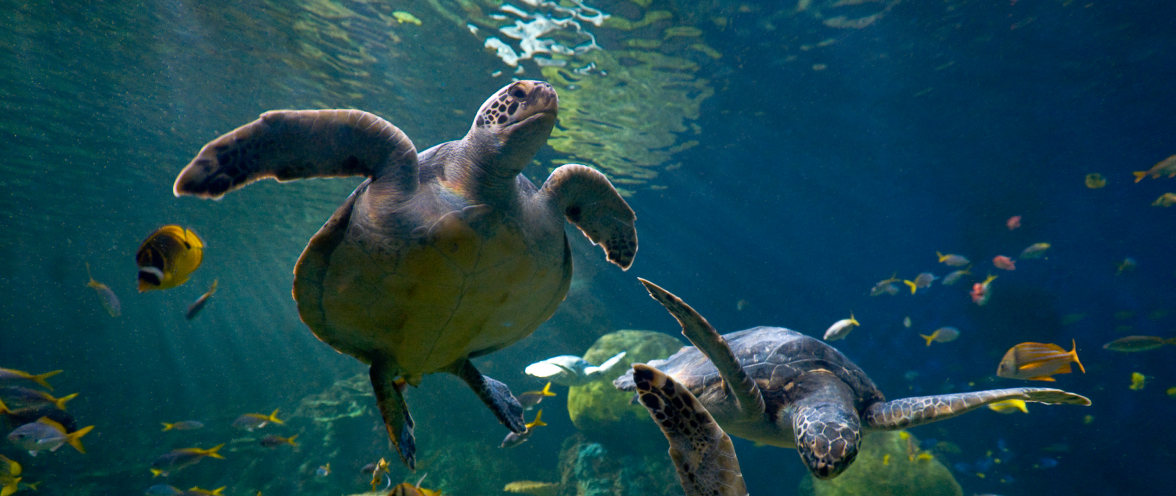 Turtle talks during Inside Look at SeaWorld San Antonio.