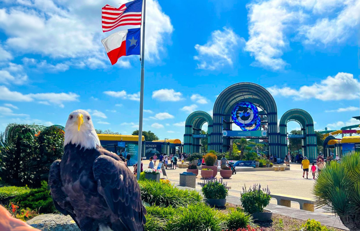 Bald Eagle at SeaWorld San Antonio for the Veterans Appreciation Celebration.