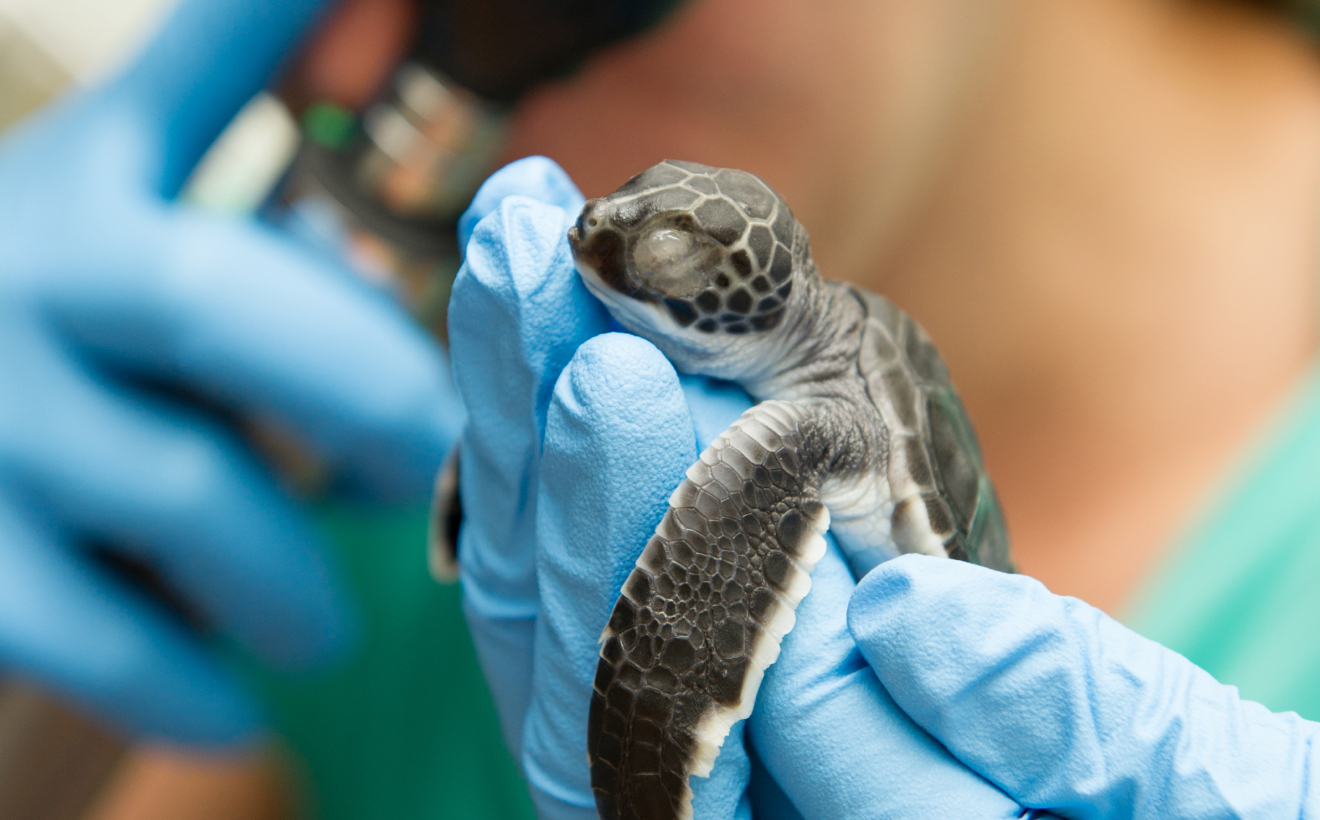 Baby Sea Turtle getting checked out by a member of the SeaWorld San Antonio Zoological Staff.