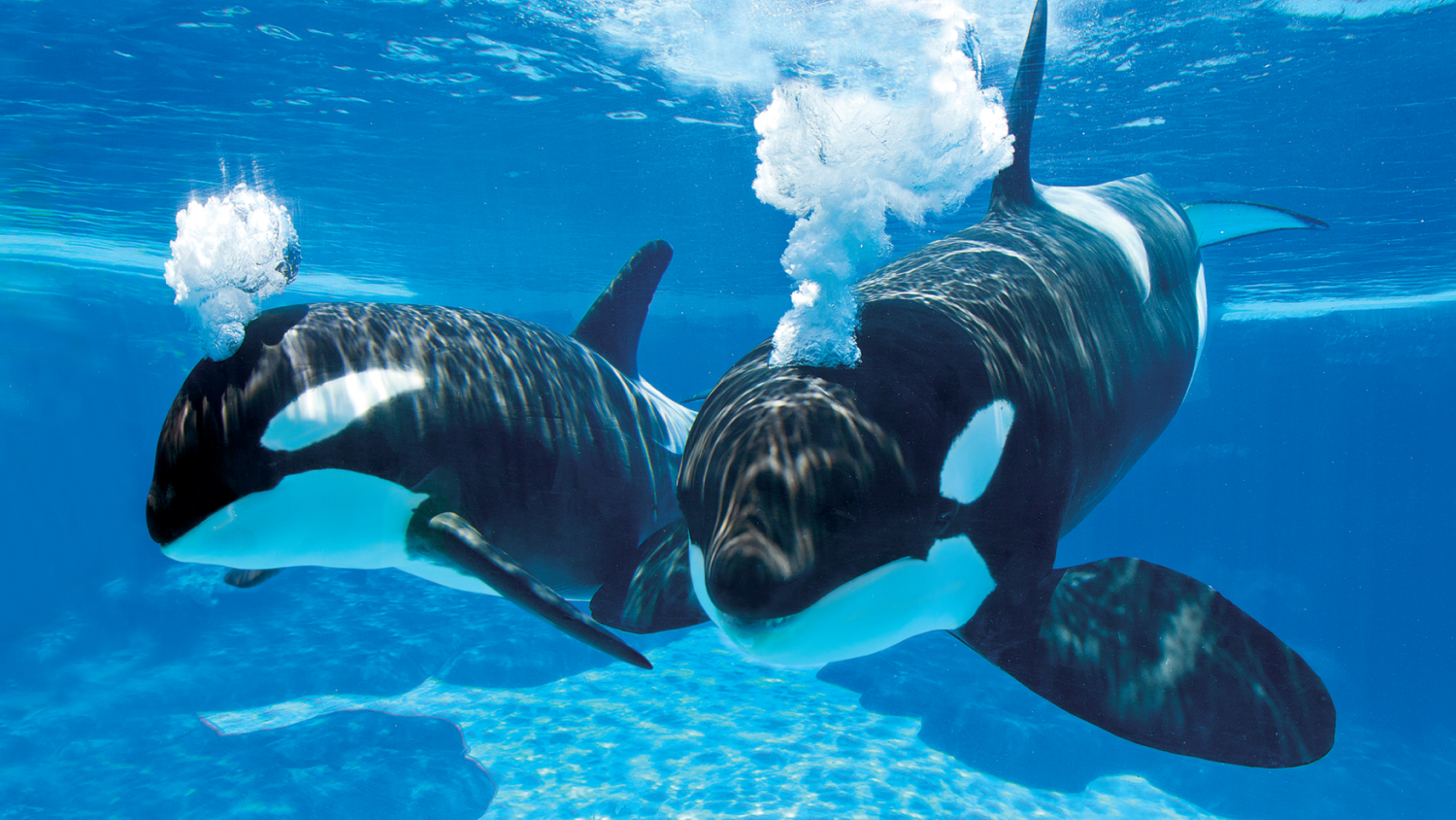 Orca Whales at SeaWorld San Antonio