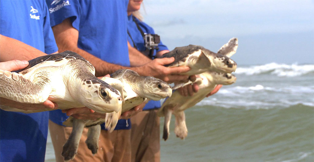 SeaWorld volunteers releasing turtles at a beach