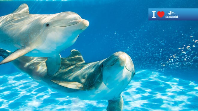 Two Dolphins Underwater Virtual Conferencing Background Preview