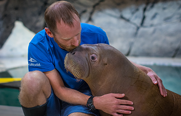 Animal Care Staff Hugging Walrus