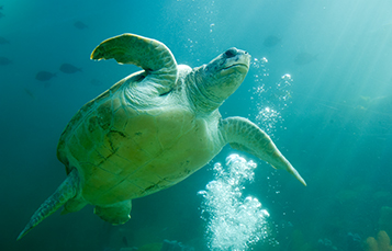 Turtles at Turtle Trek