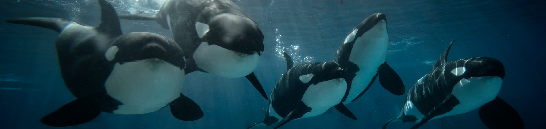 Killer Whales at SeaWorld