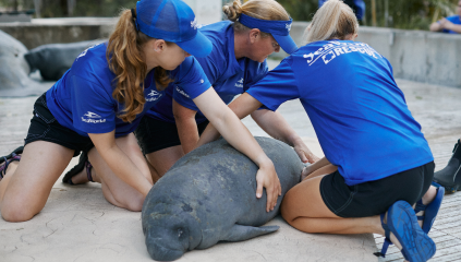 SeaWorld Rescue Team