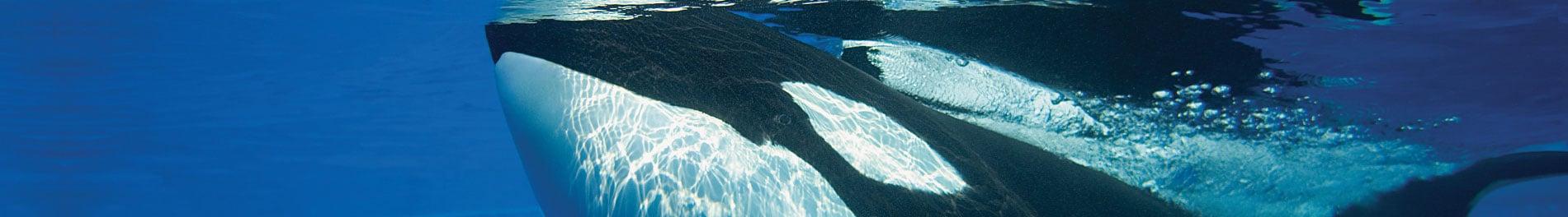 Orca Encounter 1