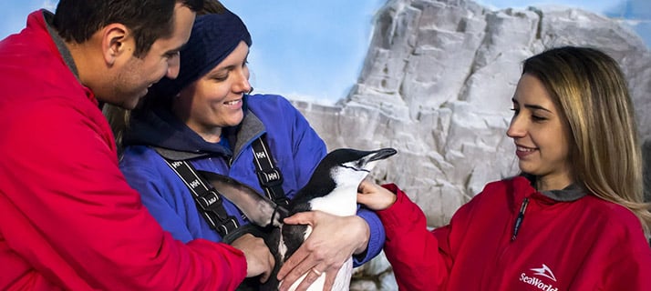 Penguin interaction