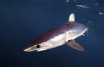 The shortfin mako shark, which is the inspiration for the Mako roller coaster at SeaWorld Orlando