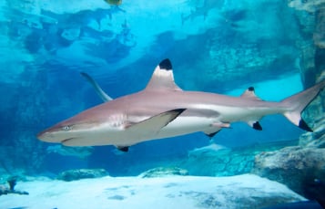 The active and strong Pacific blacktip reef shark