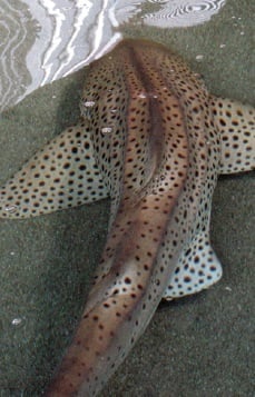 The zebra shark, which gets its name from its distinct spots