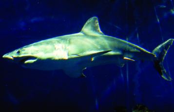 A great white shark–the inspiration for the Great White rollercoaster at SeaWorld San Antonio