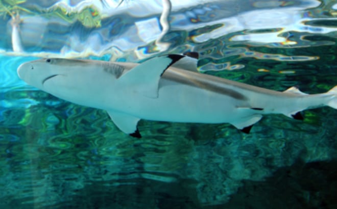 A Pacific blacktip reef shark, which visitors can swim with in Discovery Cove Orlando