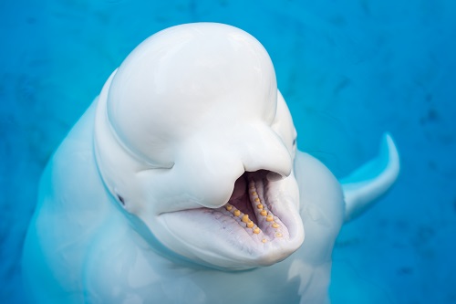 Beluga Whale