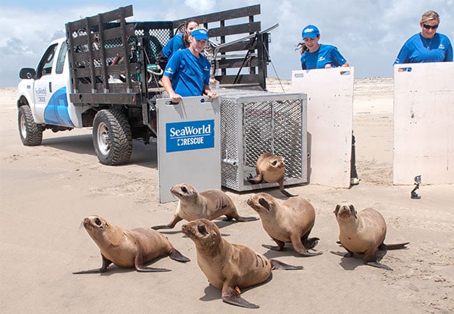 SeaWorld celebrates 36000 rescues with a special Rescue Weekend