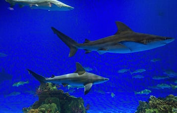 Shark Aquarium