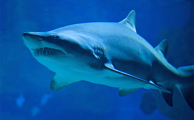 Shark Week at SeaWorld San Antonio