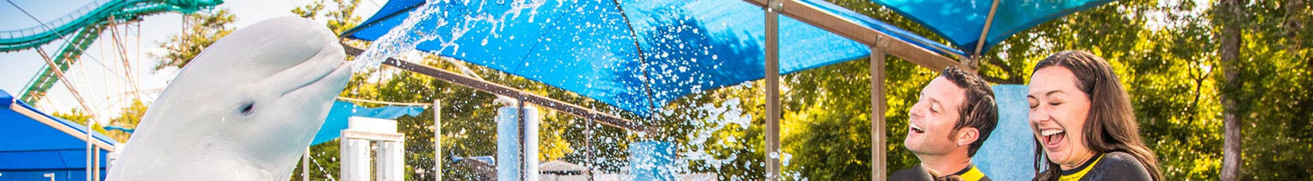 SeaWorld San Antonio Swimming with Beluga Whales