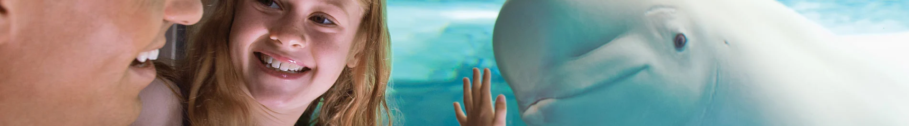 SeaWorld San Antonio Beluga Tour