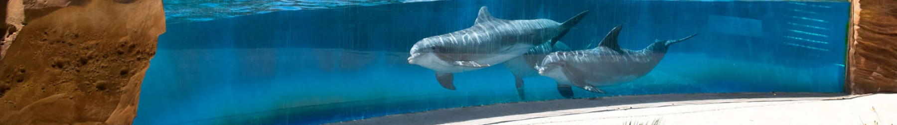 SeaWorld San Antonio Dolphin Encounter
