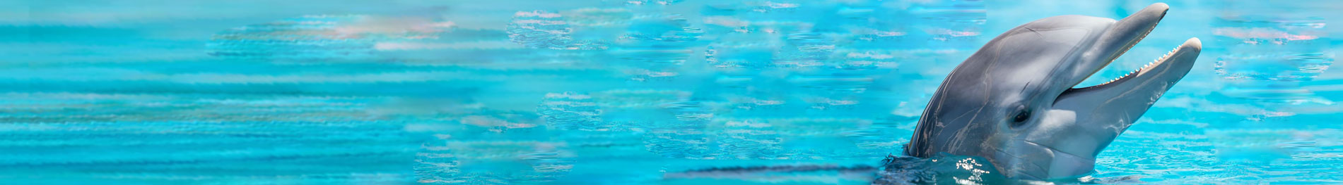 SeaWorld San Antonio Dolphin Tour