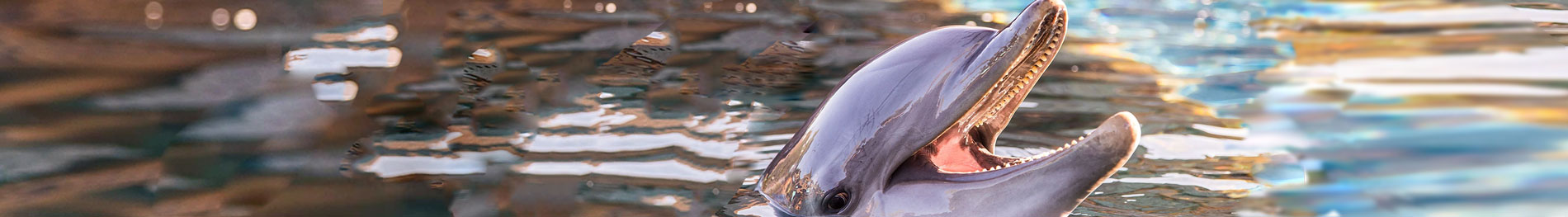 SeaWorld San Antonio Family Adventure Tour