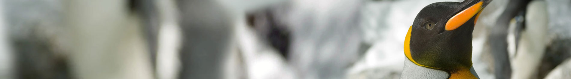 SeaWorld San Antonio Penguin Tour