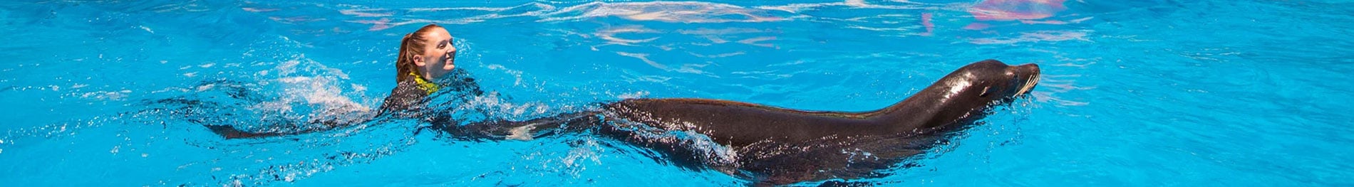 SeaWorld San Antonio In-Water Swimming with Sea Lion 