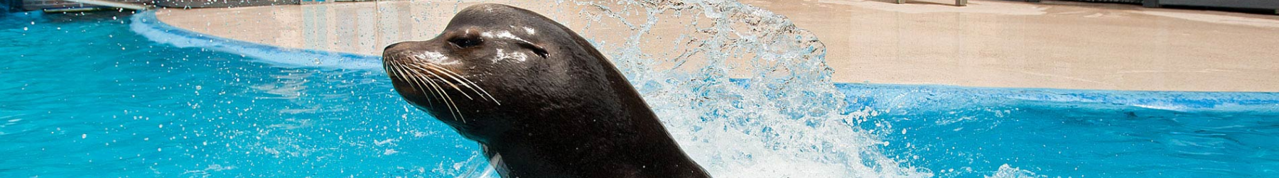 SeaWorld San Antonio Sea Lion Tour