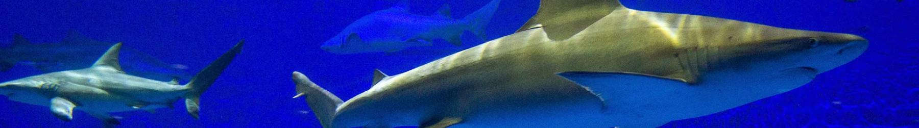 SeaWorld San Antonio Shark Tour