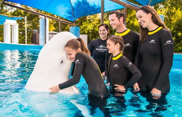 Beluga Swim