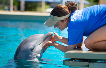 Dolphin Rescue Tour
