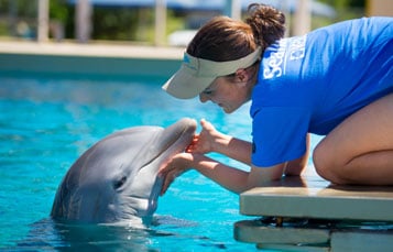 Dolphin Rescue Tour