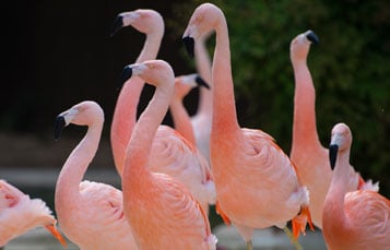 Flamingo Cove