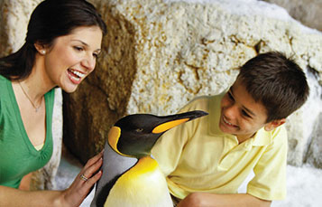 Penguin Encounter