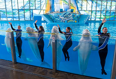 Private Shows and Entertainment at seaworld san antonio