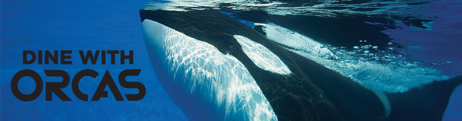 Dine with Orcas at SeaWorld San Diego