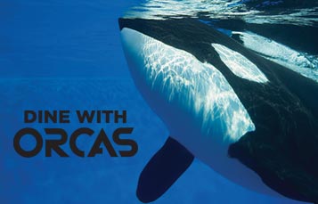 Dine with Orcas at SeaWorld San Diego