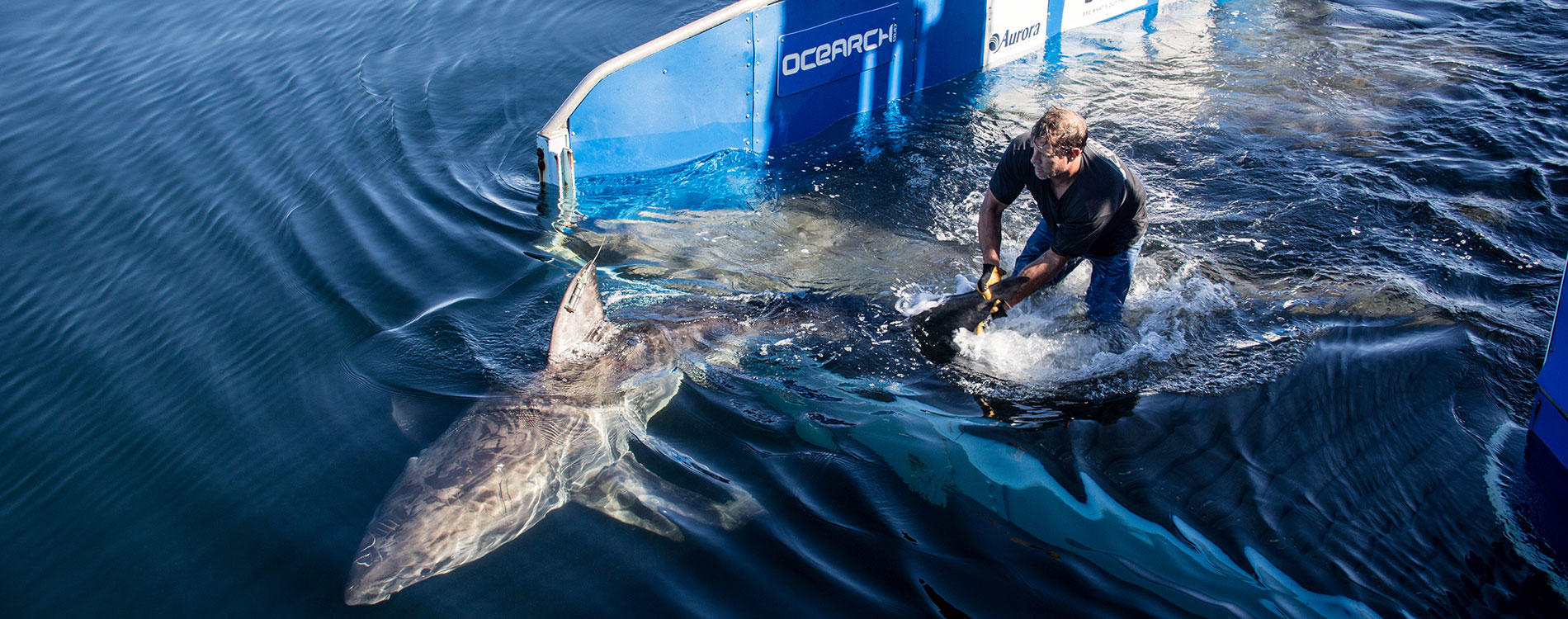 OCEARCH Parternship