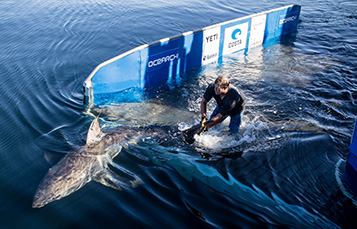Image for SeaWorld and OCEARCH partnership advances marine research, education and conservation