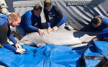 Dolphin Rescue