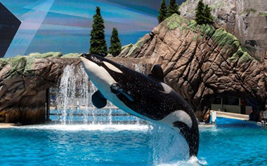 Orca Encounter Image