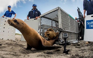 Sea Lion Rescue Image