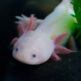 Axolotl 